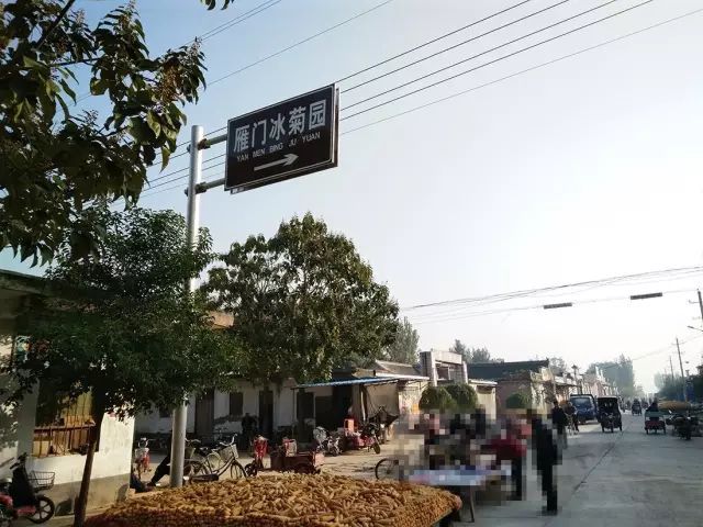 如何找到云臺(tái)冰菊？怎樣找到云臺(tái)冰菊？
